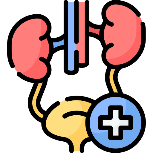 female urinary system including kidneys, ureters, and bladder with a medical cross symbol.