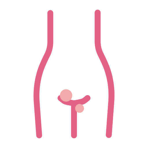 Female reproductive system highlighting ovaries and uterus.